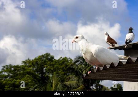 Un piccione bianco con un aspetto curioso in piedi su un tetto di stagno da vicino Foto Stock