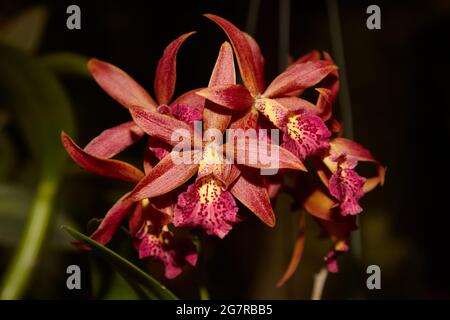 orchidee cattleya, orchidee corsarda, fiori di orchidee, Siam Paragon, Centro commerciale, Pathum WAN, Bangkok, Thailandia, Asia Foto Stock