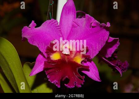 Orchidee Cattleya, orchidee corsarda, fiori di orchidee, Siam Paragon, Centro commerciale, Pathum WAN, Bangkok, Thailandia, Asia Foto Stock