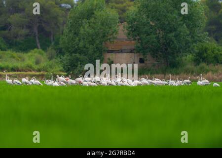 Grande gruppo di fenicotteri che si nutrano sul ricefield Foto Stock