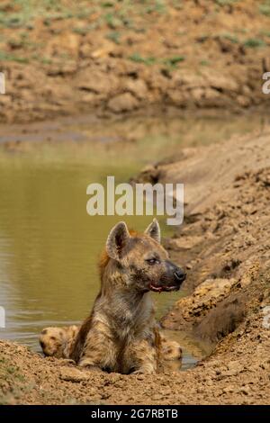 Un'iena macchiata (Crocuta crosuta) che si posa in un buco di irrigazione nel South Luangwa National Park, Mfuwe, Zambia Foto Stock