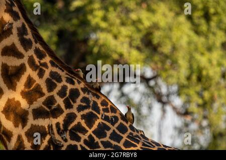 oxpeckers (Buphagus erythrorhynchus) sul collo e sulla schiena di una giraffa di un tornicrofo nel South Luangwa National Park, Mfuwe, Zambia Foto Stock