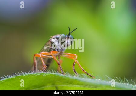 Robber volare Asilidae sp, una mosca aggressiva con abitudini predatorie Foto Stock
