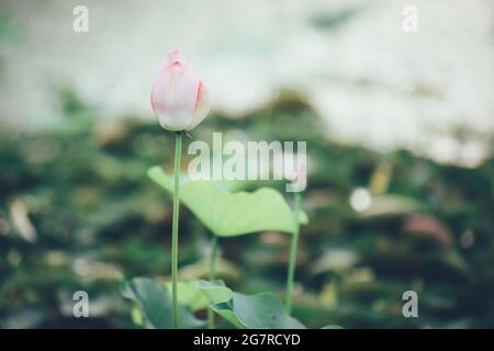 Fior di loto nello stagno. Foto Stock