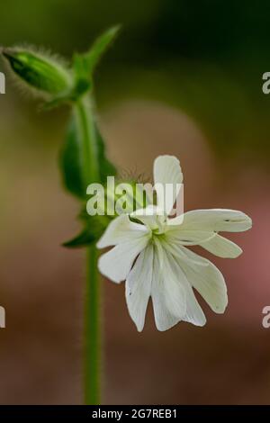 Silene latifolia che cresce nella foresta Foto Stock