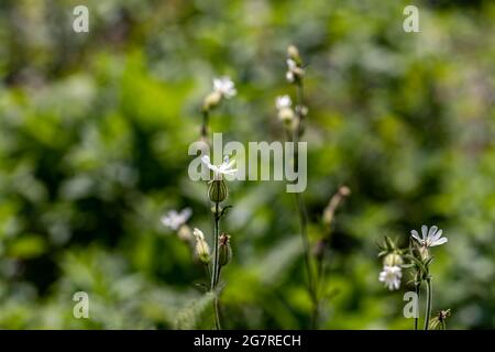 Silene latifolia nel bosco, macro Foto Stock