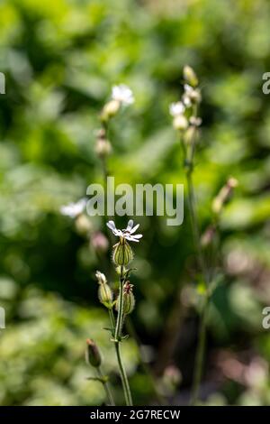 Silene latifolia nella foresta Foto Stock