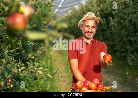 Buon contadino con cappello di paglia che dà la mela in frutteto di Sunny. Carismatico agricoltore maturo che tiene la mela rossa e guardando la fotocamera. Concetto di cibo sano. Foto Stock