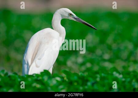 Vista laterale di un piccolo Egret (Egretta garzetta) sulla terra bagnata a bassa marea alla ricerca di pesce da mangiare in estate in Veneto, Italia Foto Stock