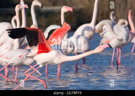 Greater Flamingos Fenicotterus roseus, Vendicari, Sicilia Foto Stock