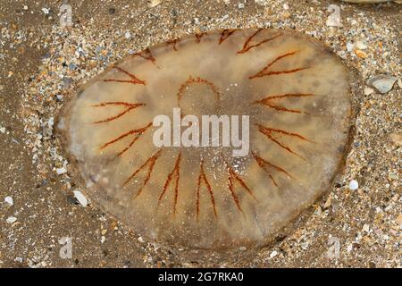 La Compass Jellyfish ha segni distintivi a forma di V ed è un comune visitatore delle acque costiere nel periodo estivo. I loro 24 tentacoli pungenti Foto Stock