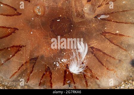 La Compass Jellyfish ha segni distintivi a forma di V ed è un comune visitatore delle acque costiere nel periodo estivo. I loro 24 tentacoli pungenti Foto Stock