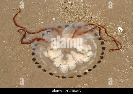 Una piccola barella medusa mostra le braccia frilly della bocca sospese dalla bocca sotto la campana. Gli esemplari possono crescere enormi Foto Stock