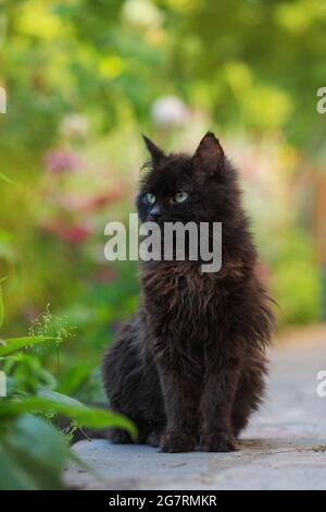 Gatto nero tra i fiori in primavera. Ritratto di felice giovane gatto in giardino d'autunno all'aperto. Il gatto nero cammina attraverso un cerotto di fiori. Foto Stock