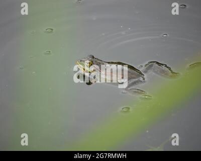 Rana di palude - Pelophylax ribundus Foto Stock