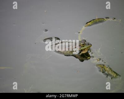 Rana di palude - Pelophylax ribundus Foto Stock