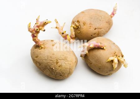 Tre patate che hanno germogliato nella dispensa domestica e presentano grandi germogli su un tavolo bianco Foto Stock