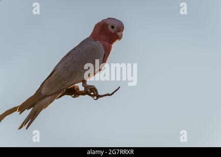 Un singolo cockatoo di birra rosa o Galah arroccato su un ramo di albero morto nell'entroterra dell'Australia Occidentale. Foto Stock