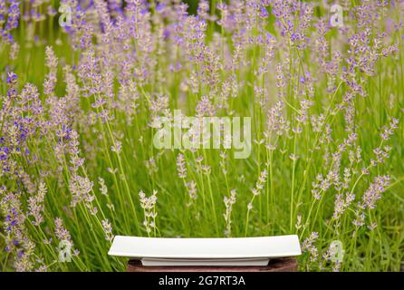 Vuoto moderno piatto bianco con campo di lavanda su sfondo in estate. Informazioni generali sui prodotti. Foto Stock