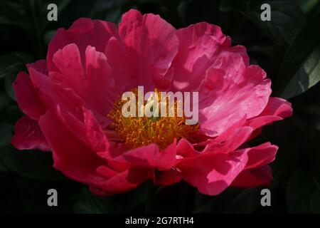 Paeonia Paula Fay. Semi-doppio rosa peonia fiore. Paeonia lactiflora (Cinese peonia o giardino comune peonia). Foto Stock