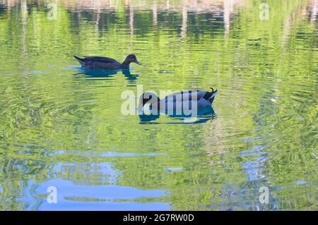 Due anatre comuni, Anas platyrhynchos, maschile e femminile nuotare alla ricerca di cibo in un lago in un ambiente naturale Foto Stock