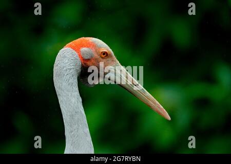 Brolga Crane, Antigone rubicunda, con sfondo verde scuro. Uccello nell'habitat, gru in verde vegetazione forestale. Scena faunistica dall'Australia. De Foto Stock