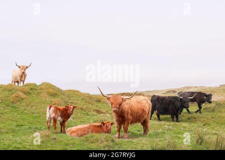 Mucche Highland sull'isola di Islay al largo della costa occidentale della Scozia. La piccola isola è famosa per le sue numerose distillerie di whisky. Foto Stock