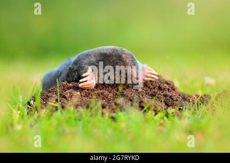 Mole, Talpa europaea, strisciando su di molehill marrone, erba verde sullo sfondo. Animale dal giardino. Mole nell'habitat naturale. Ritratto di Deatail di u Foto Stock