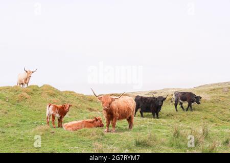 Mucche Highland sull'isola di Islay al largo della costa occidentale della Scozia. La piccola isola è famosa per le sue numerose distillerie di whisky. Foto Stock