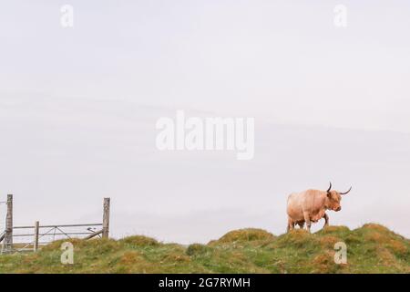 Mucche Highland sull'isola di Islay al largo della costa occidentale della Scozia. La piccola isola è famosa per le sue numerose distillerie di whisky. Foto Stock