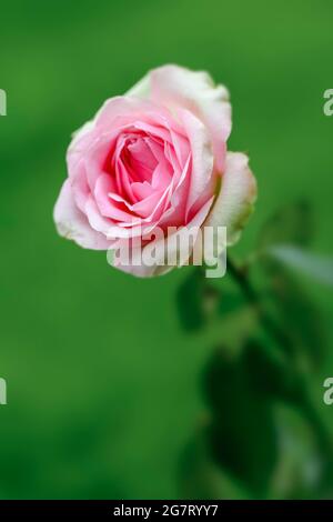 Splendida rosa arbusto fotografato su uno sfondo fuori fuoco fogliame Foto Stock