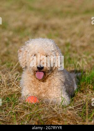 Bel cane Labradoodle di colore beige, sdraiato in un campo Foto Stock