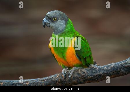 Pappagallo del Senegal, Poicephalus senegalus, uccello giallo con testa grigia, sito sul ramo, in habitat naturale. Pappagallo nella foresta africana. Uccello da Sen Foto Stock