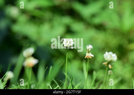 Il trifoglio bianco fiorisce su uno sfondo verde sfocato Foto Stock