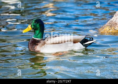 Mallard Duck (Anas platyrhynchos) ad Albuquerque, New Mexico Foto Stock