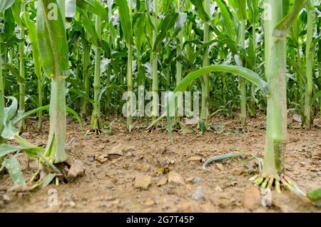 Stocchi di mais, piante di mais (Zea mays), radici di rinforzo, che crescono in un campo agricolo nella campagna rurale in Germania, Europa Foto Stock