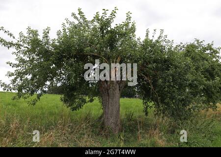 Vecchio albero di pera con germogli giovani sulla strada. Foto Stock
