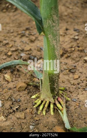 Primo piano delle radici di rinforzo delle piante di mais (Zea mays), steli di mais che coltivano in un campo agricolo nelle campagne rurali in Germania, Europa Foto Stock