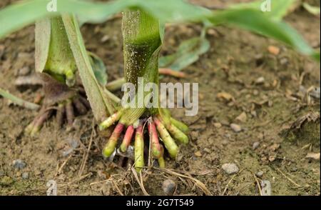 Primo piano delle radici di rinforzo delle piante di mais (Zea mays), steli di mais che coltivano in un campo agricolo nelle campagne rurali in Germania, Europa Foto Stock