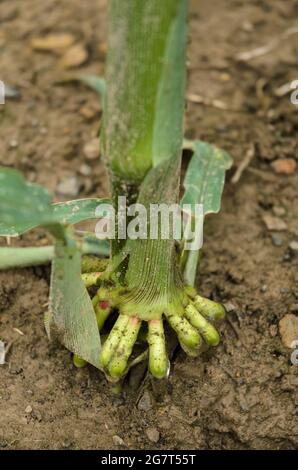 Primo piano delle radici di rinforzo delle piante di mais (Zea mays), steli di mais che coltivano in un campo agricolo nelle campagne rurali in Germania, Europa Foto Stock