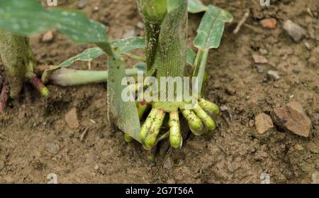 Primo piano delle radici di rinforzo delle piante di mais (Zea mays), steli di mais che coltivano in un campo agricolo nelle campagne rurali in Germania, Europa Foto Stock