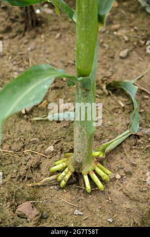 Primo piano delle radici di rinforzo delle piante di mais (Zea mays), steli di mais che coltivano in un campo agricolo nelle campagne rurali in Germania, Europa Foto Stock