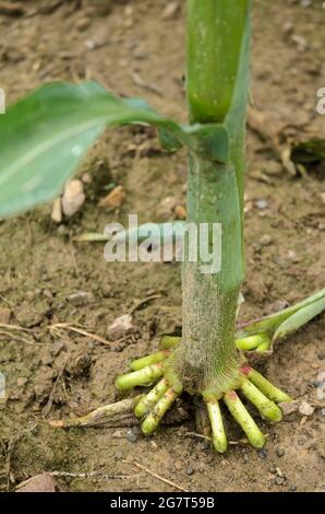 Primo piano delle radici di rinforzo delle piante di mais (Zea mays), steli di mais che coltivano in un campo agricolo nelle campagne rurali in Germania, Europa Foto Stock