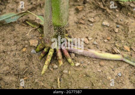 Primo piano delle radici di rinforzo delle piante di mais (Zea mays), steli di mais che coltivano in un campo agricolo nelle campagne rurali in Germania, Europa Foto Stock