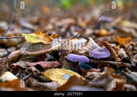 Il bolete di Satana o il fungo di ruboboletus satanas che cresce accanto ad un paio di ametista o di laccaria ametistina in una foresta autunnale Foto Stock