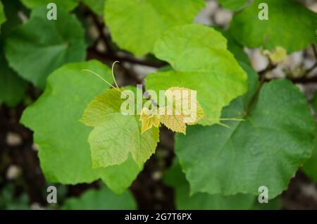 Vitis vinifera, foglie di vitigno verde comune giovane, pianta di vite in giardino Foto Stock