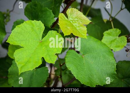 Vitis vinifera, foglie di vitigno verde comune giovane, pianta di vite in giardino Foto Stock