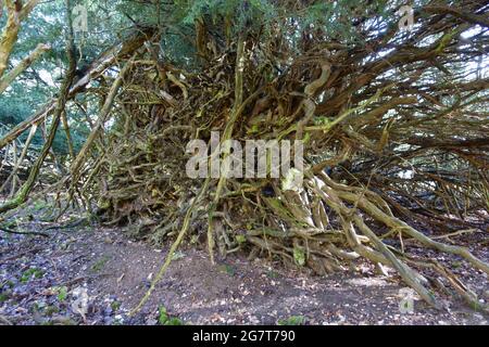 Tasso comune (Taxus baccata) convulse forme della parte inferiore delle radici di un albero caduto sul terreno sotterraneo, Berkshire, febbraio Foto Stock