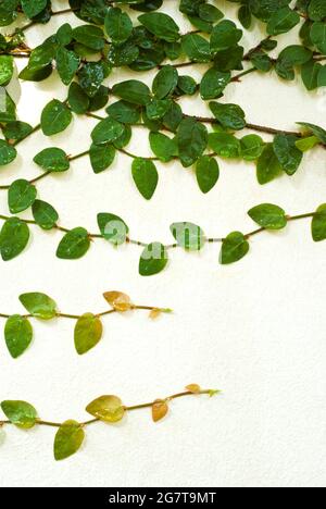 Foglie di germoglio di Fig Climbing su parete di cemento Foto Stock