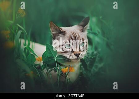 Il simpatico gattino tailandese siede tra l'erba scura e i fiori selvatici in una giornata estiva. Animali e natura. Foto Stock